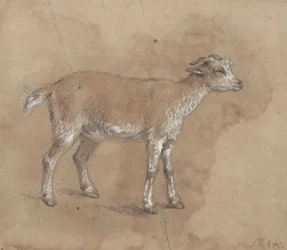 Studie eines Zickleins